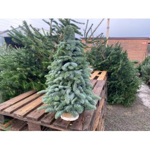 Mini vianočný stromček - ručná práca z jedle striebornej (Abies Nobilis) - výška 50-60 cm
